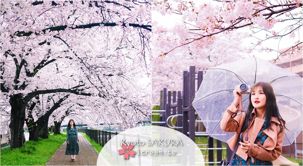 【京都】京都車站旁鴨川 無人秘境 2017賞櫻景點推薦  4/8滿開