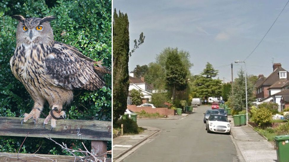 Escaped Eagle Owl Seen In Garden In Llanishen Cardiff Bbc News
