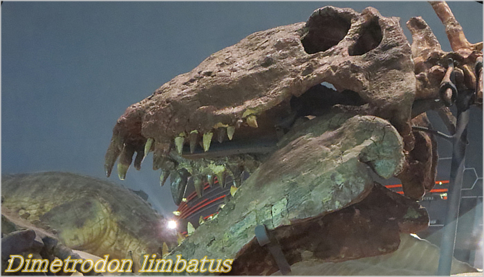 進化の歴史｜科学バー ディメトロドン、ペルム紀の肉食性の単弓類、恐竜じゃないよ