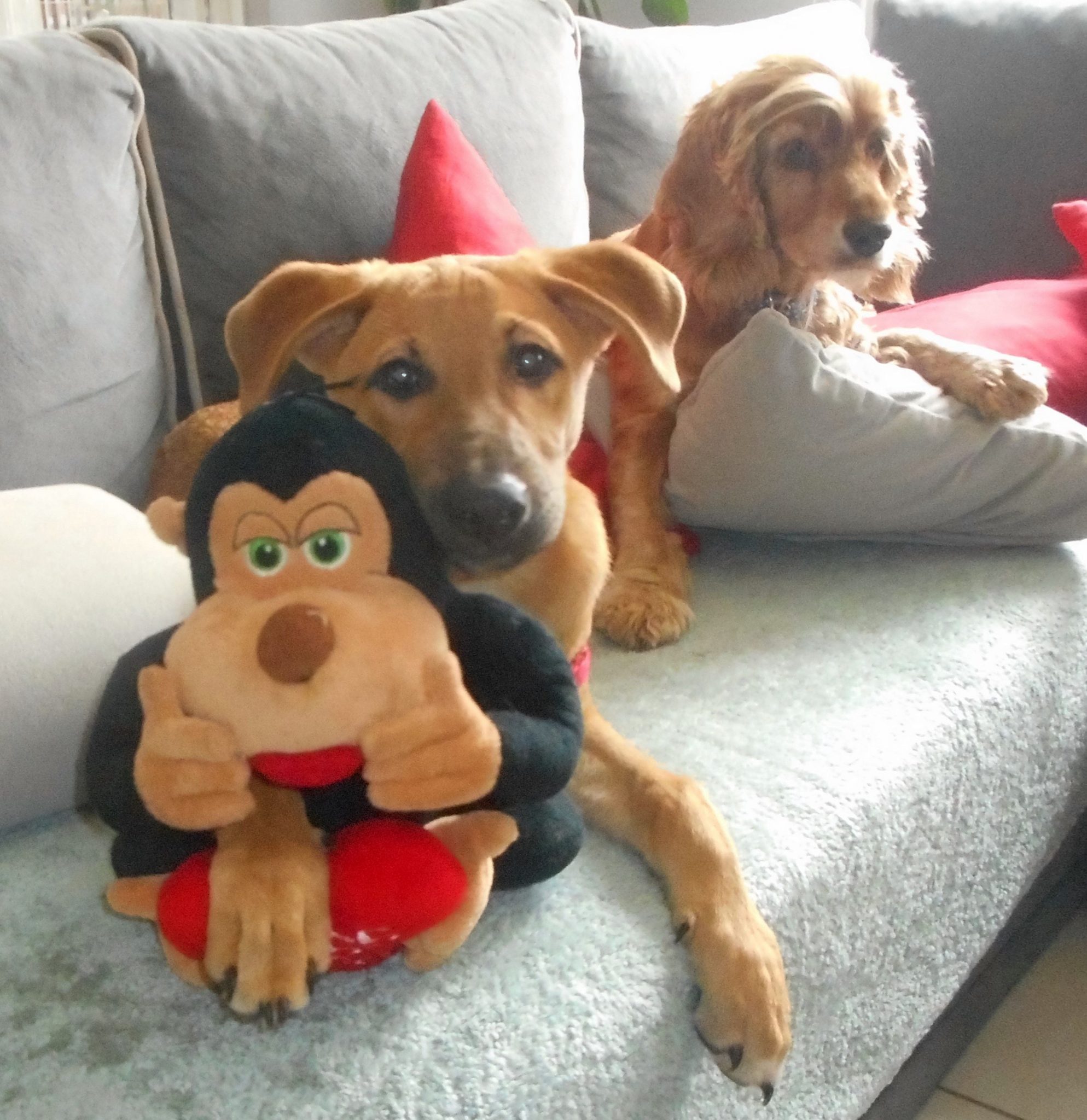 Hunde Foto Sylva und Max (vorne) & Momo (hinten) Mein