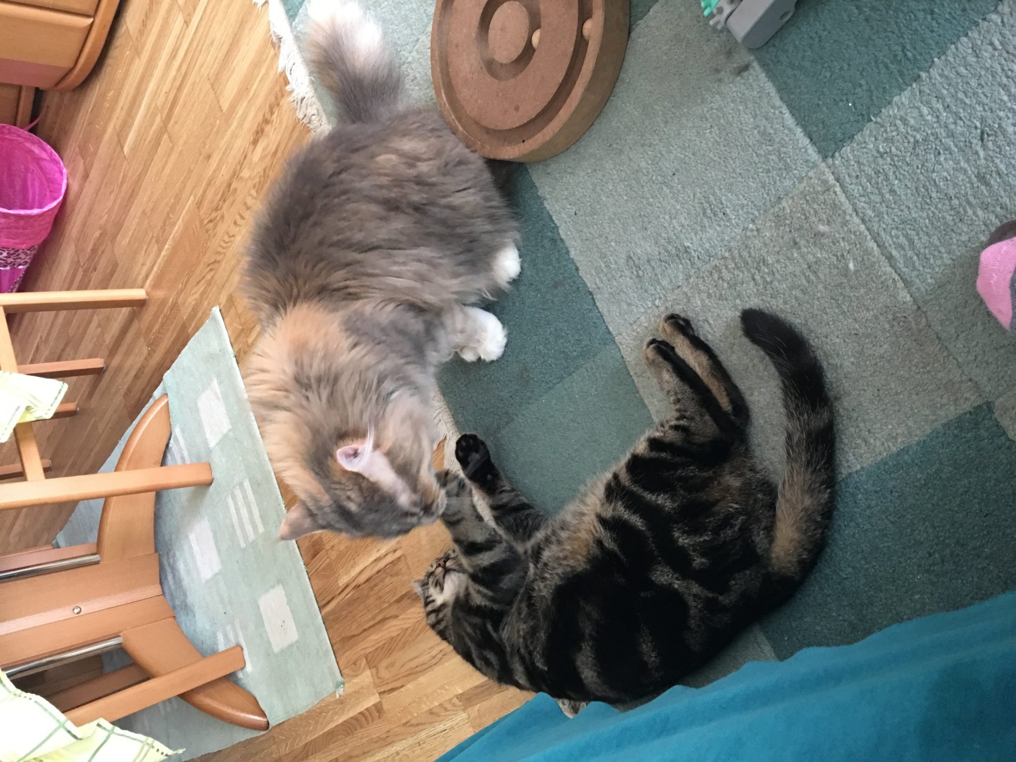 Katzen Foto Tanja und Balu und Sami Spielen Ich liebe