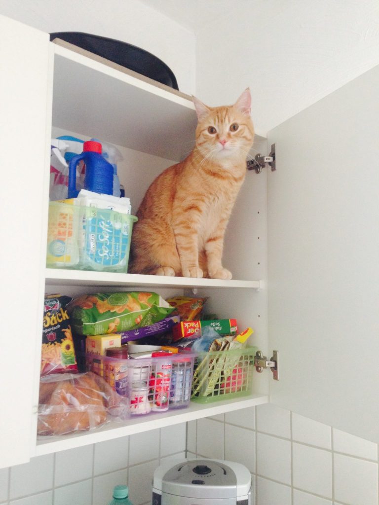 Katzen Foto Thomas und Fenja Die neue Wohnung erkunden Ich liebe