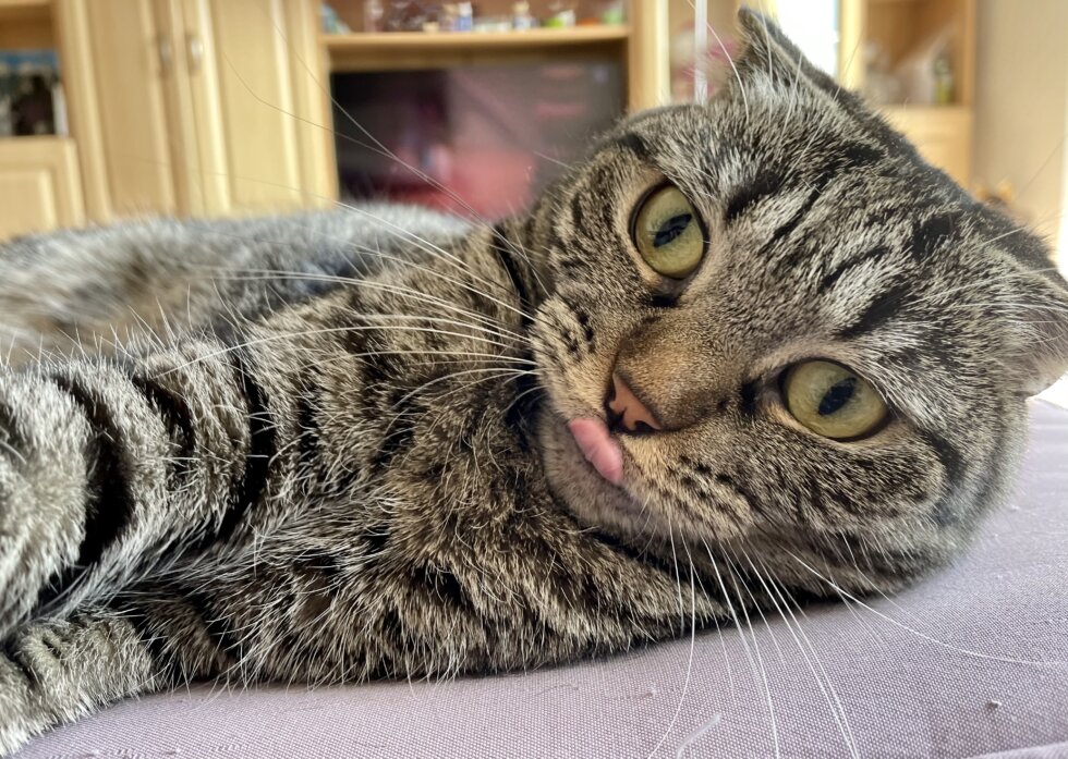 Katzen Foto Jörg und Krümel Zunge raus Ich liebe Katzen