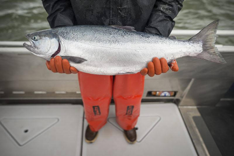Bristol Bay Fresh ‘Sockeye Salmon’ I Choose Wild