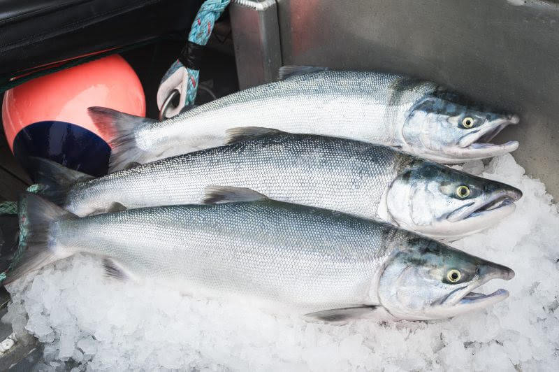 Bristol Bay Fresh ‘Sockeye Salmon’ I Choose Wild
