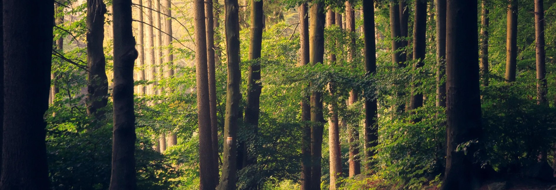 How nature can help us healing