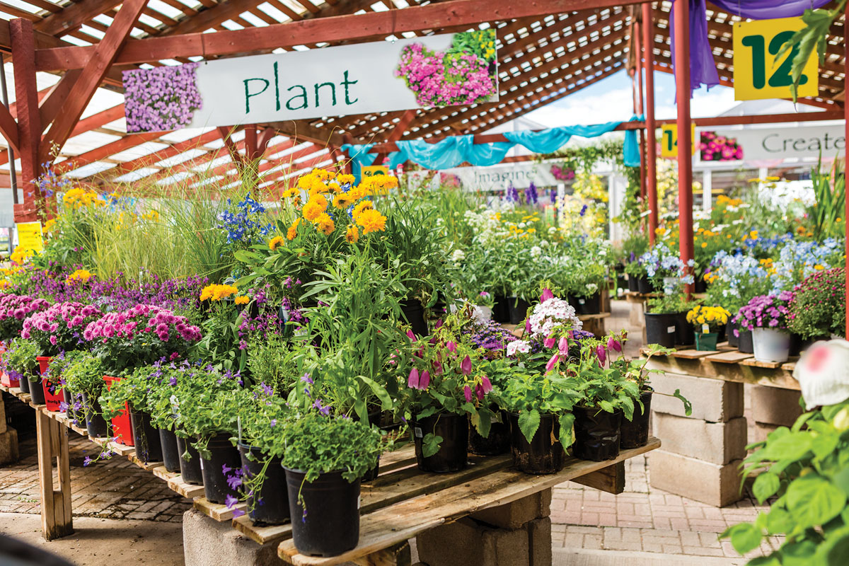 Know what to look for when selecting plants Illinois Country Living