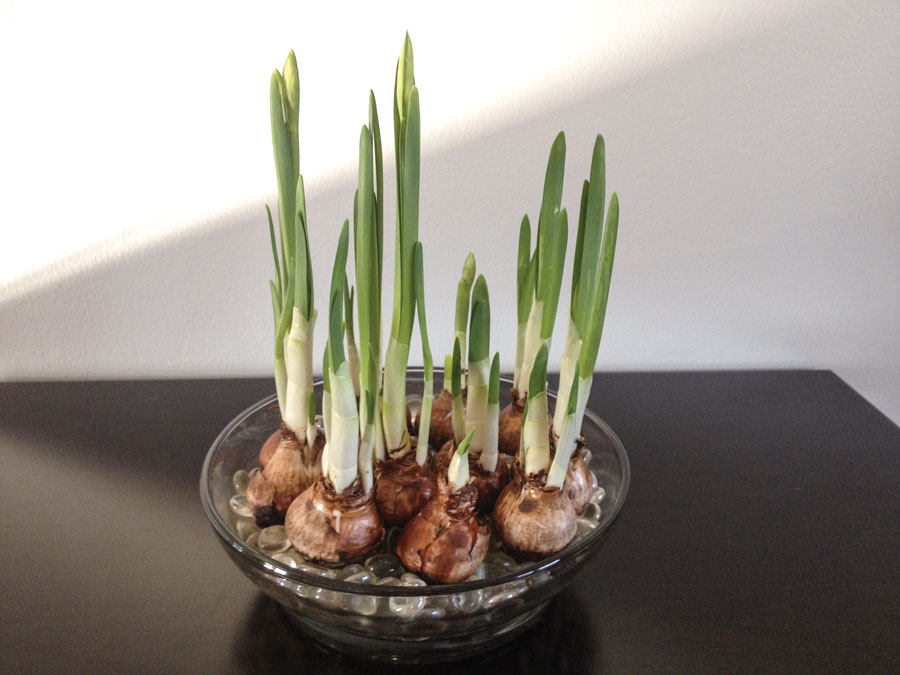 Forcing paperwhite bulbs indoors for winter Illinois Country Living