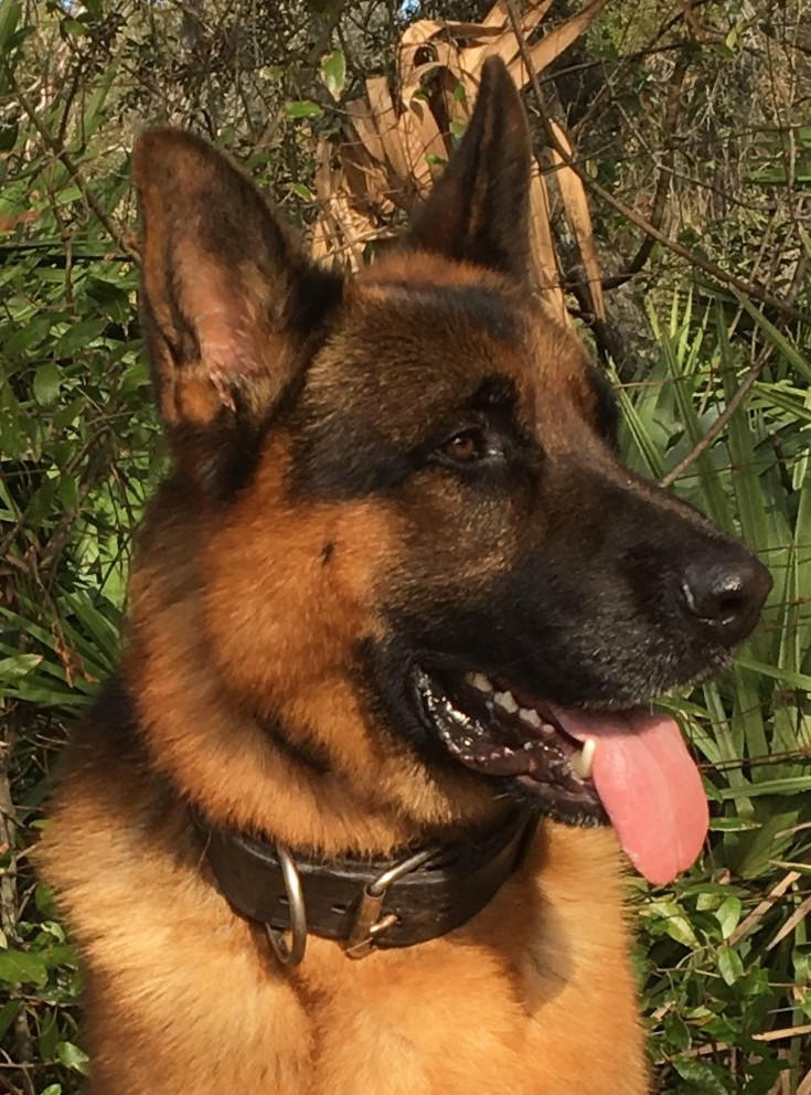 German Shepherd Puppies And Adult Dogs For Sale With Training And