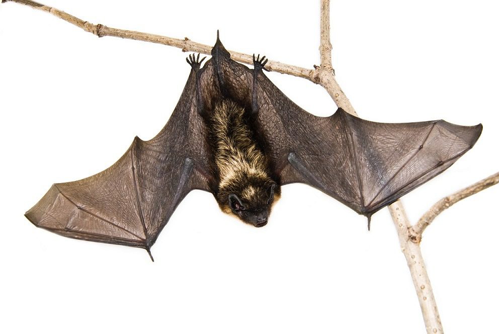 Bat Removal Icon Pest Pest & Wildlife Control Services