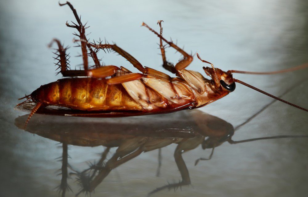 Cockroach Removal Markham Icon Pest Pest & Wildlife Control Services