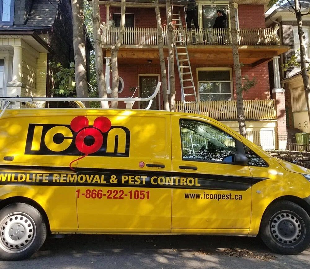 Icon Pest Toronto's Premier Pest Control Provider Top Reasons to
