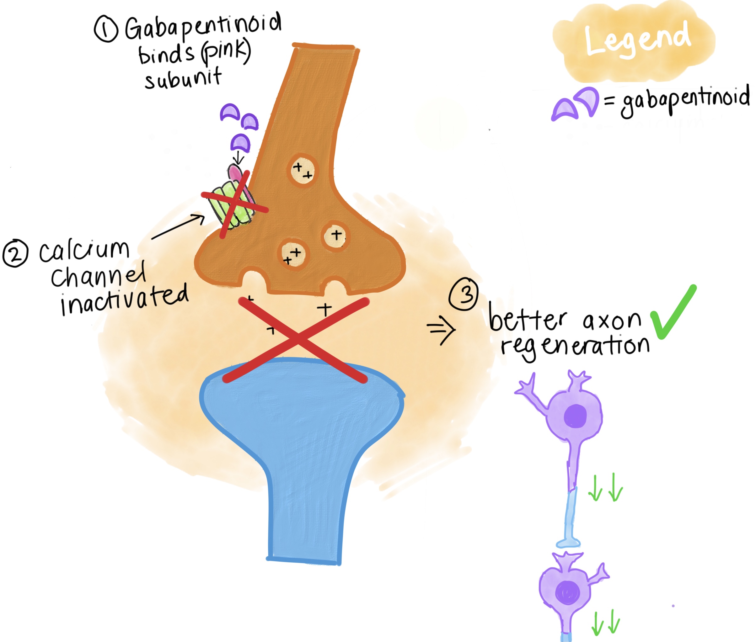 Time dependent gabapentinoid use for motor recovery after SCI ICORD
