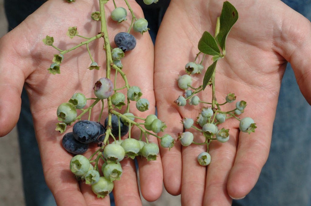 Do Bees Pollinate Blueberry Bushes at Loretta Clark blog