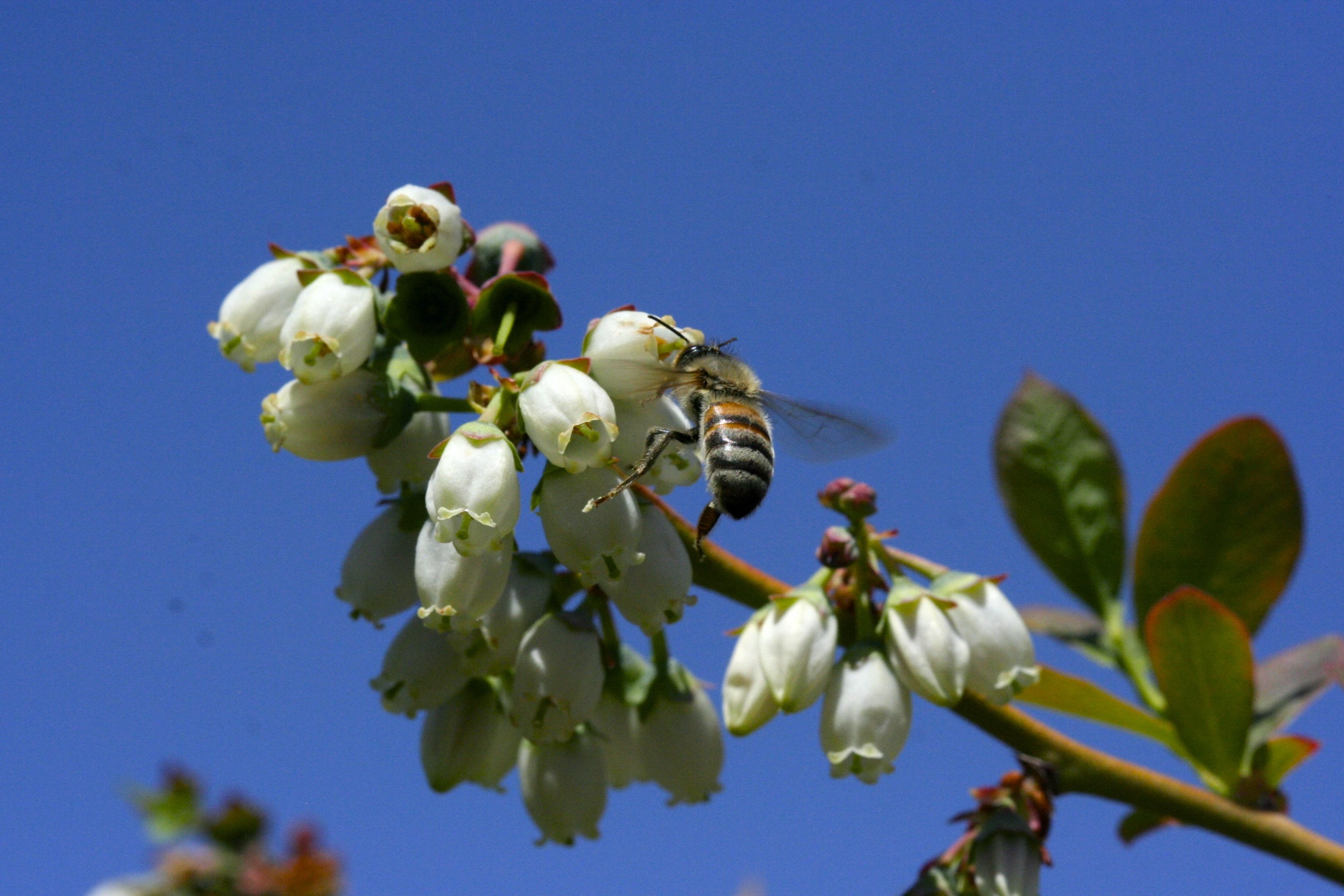 Survey Report on Florida Blueberry Growers??? Pollination Practices