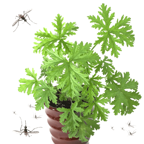 CITRONELLA GERANIUM iCrowdNewswire