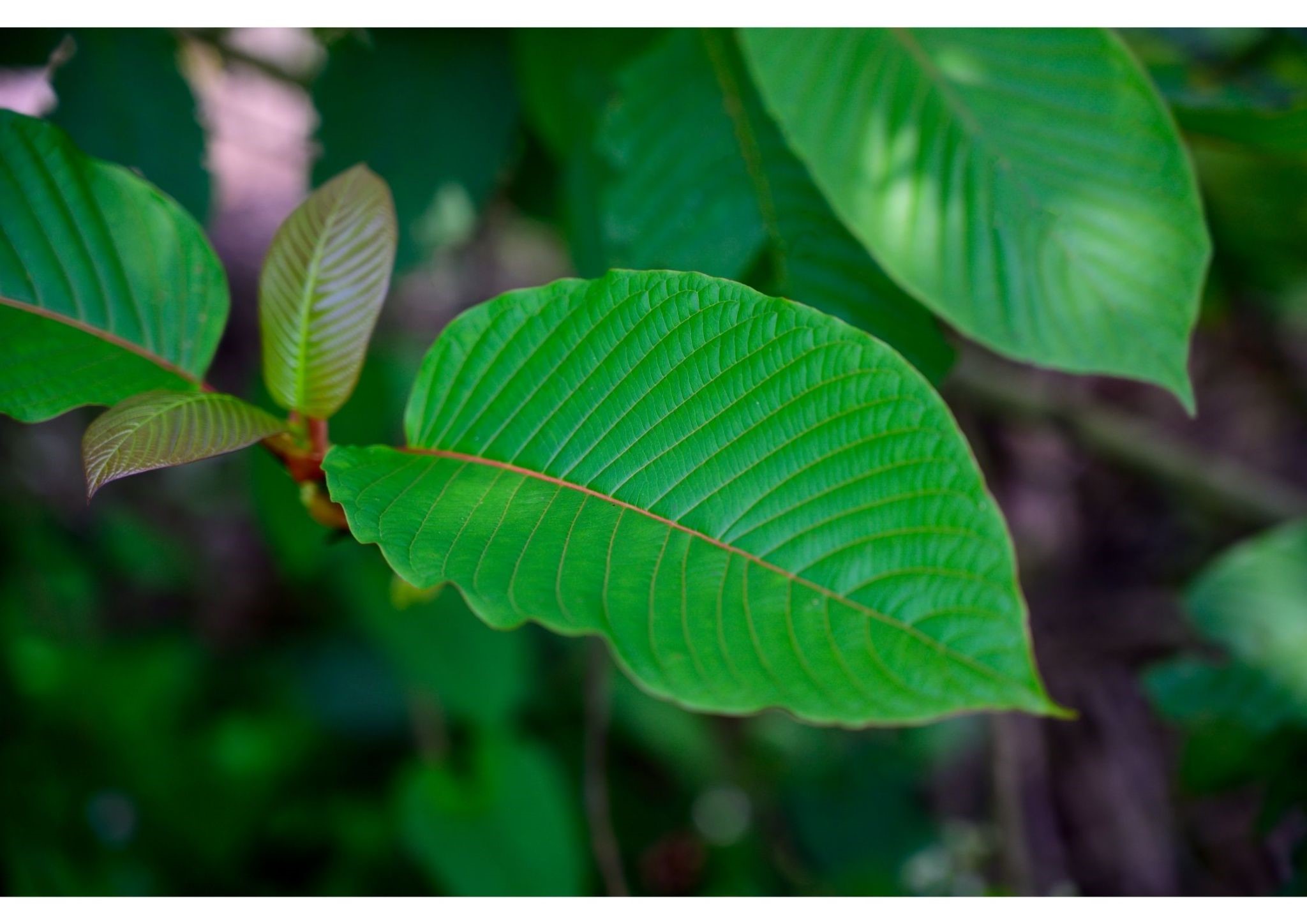 Is Kratom Legal in Canada? iCrowdNewswire