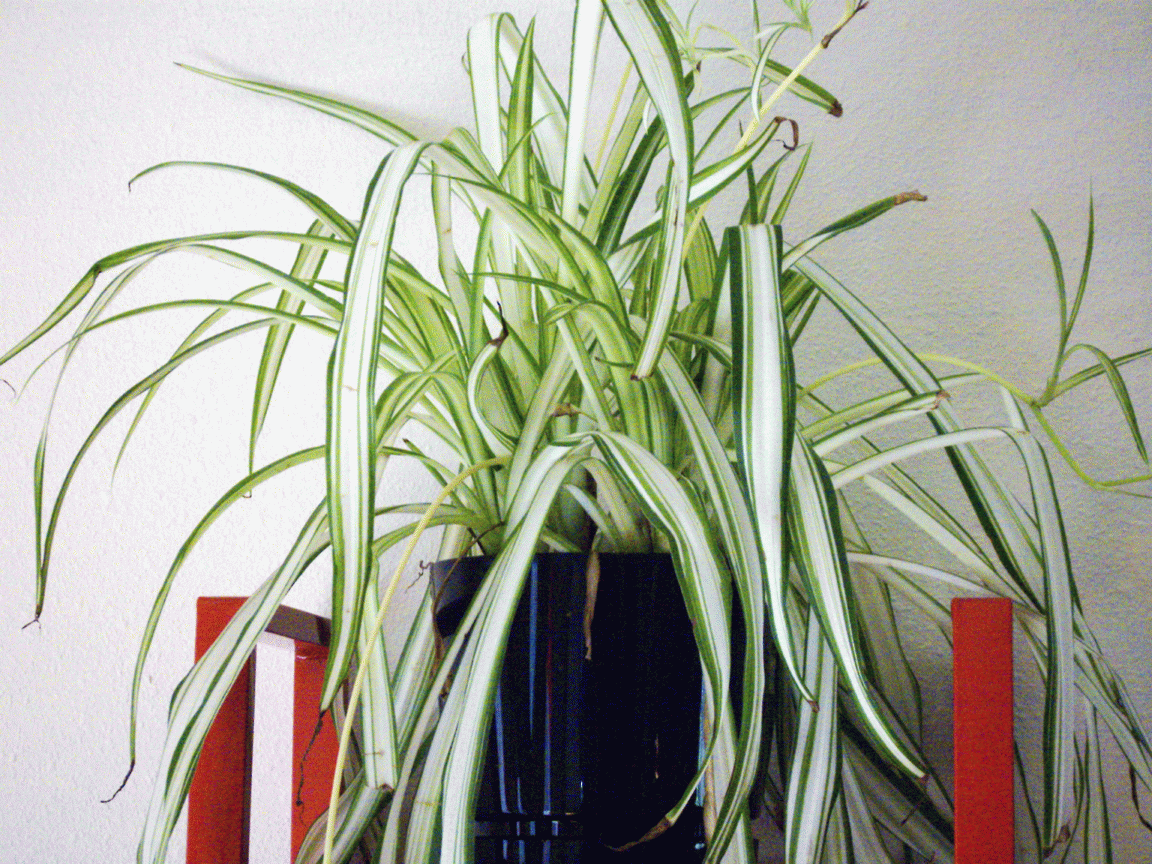 I Cut People Animations Gifs Plant