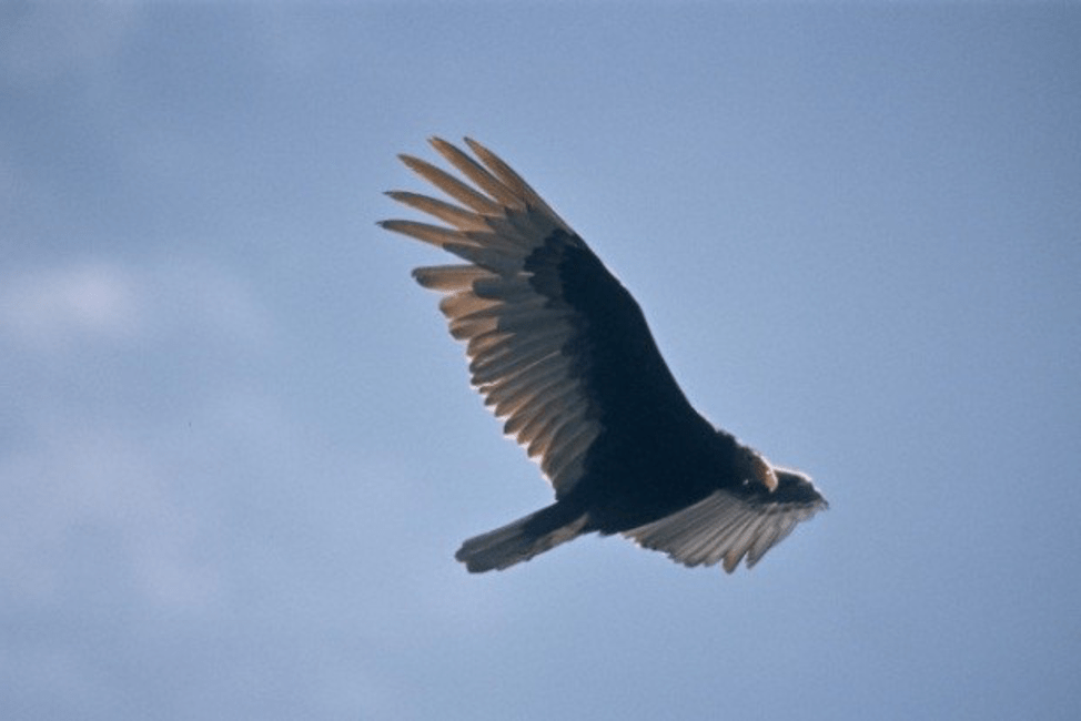 Vultures Center for Wildlife Damage Management
