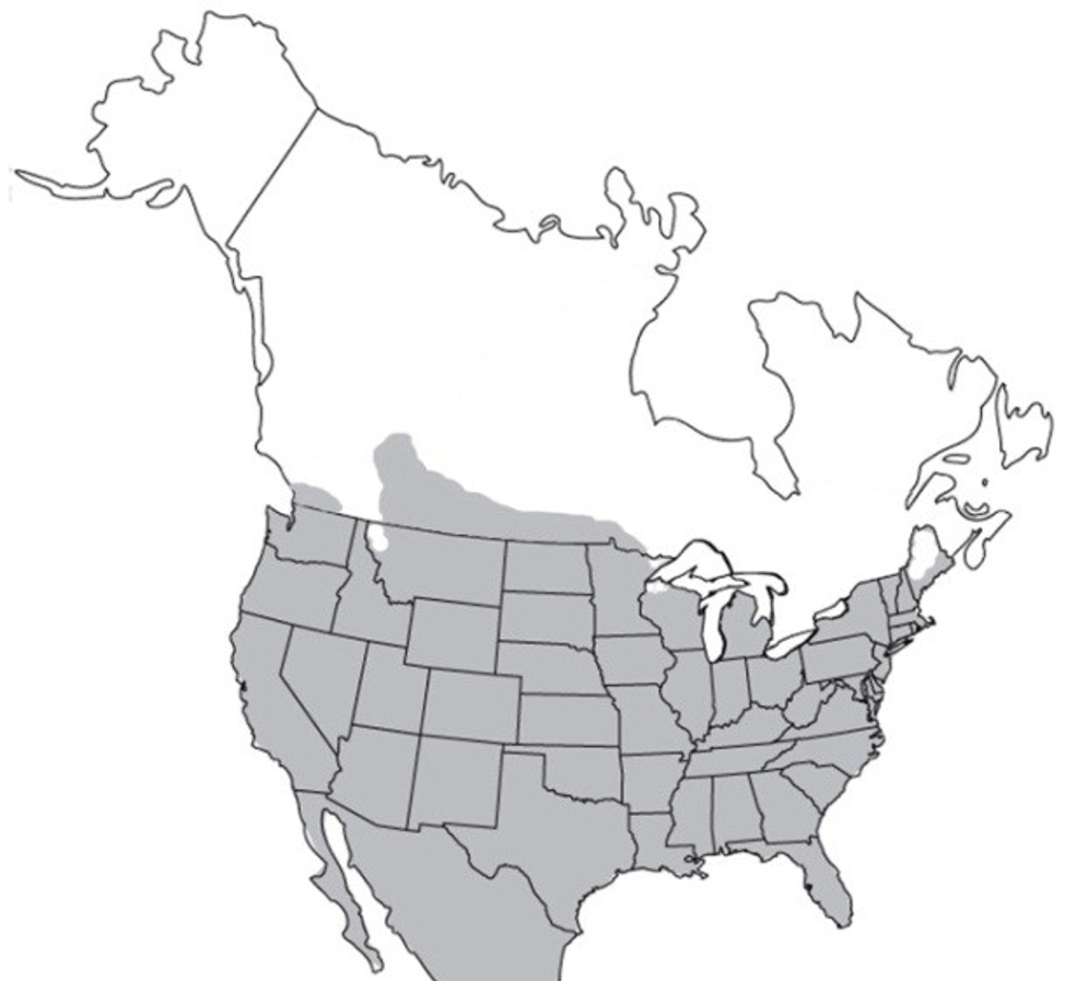 Vultures Center for Wildlife Damage Management