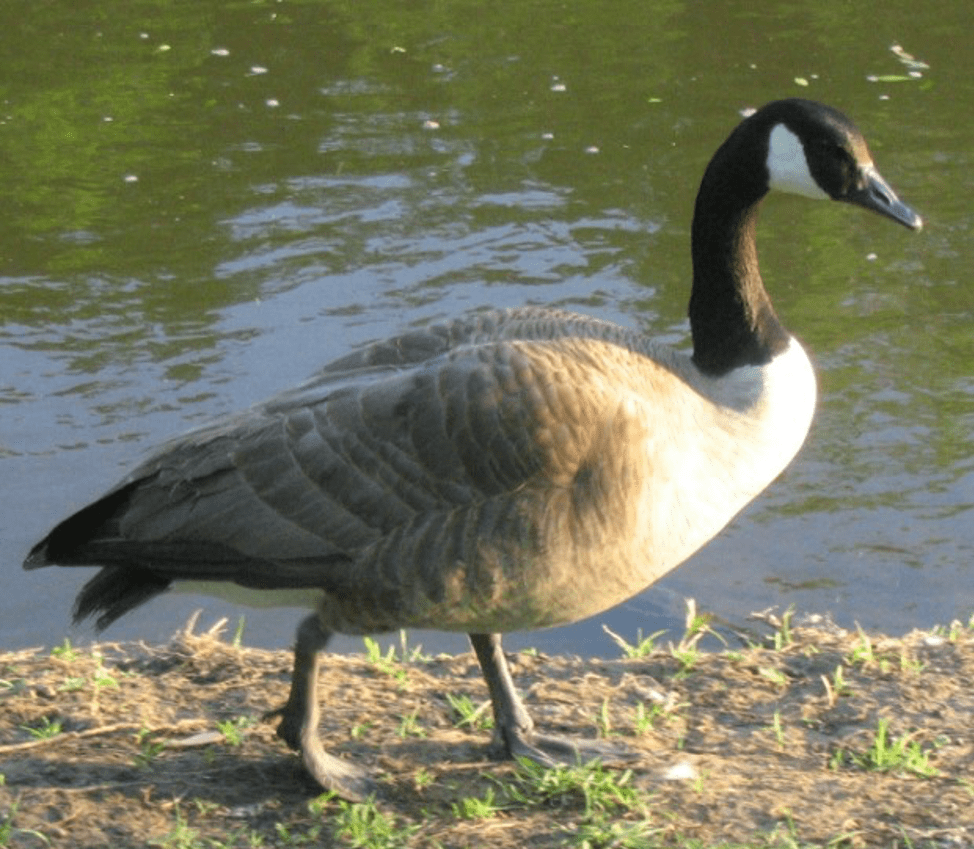 Canada Geese Center for Wildlife Damage Management