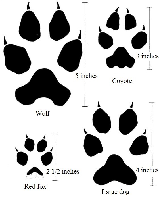 Coyotes Center for Wildlife Damage Management