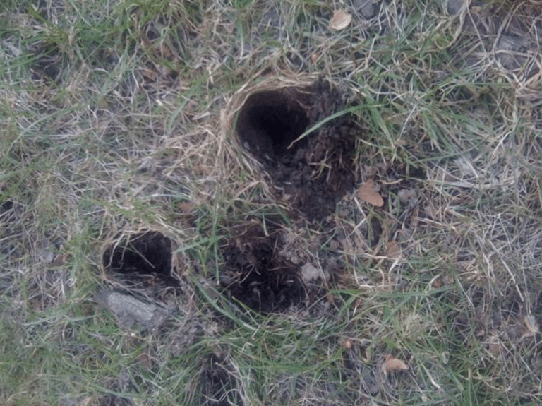 Skunk Damage Identification Center for Wildlife Damage