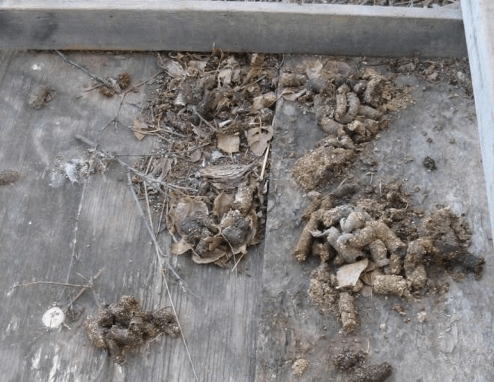Raccoons Center for Wildlife Damage Management