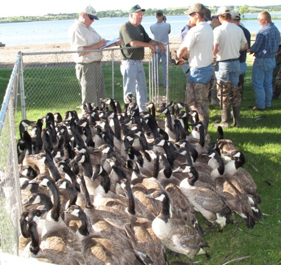 Canada Goose Damage Prevention and Control Methods Center