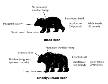 Black Bears | Internet Center for Wildlife Damage Management