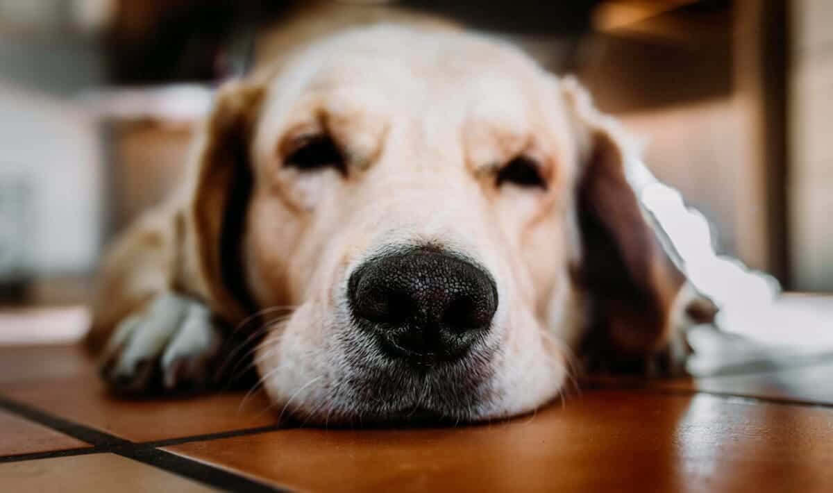 What Can Cause Lipoma In Dogs Direct Symptoms Prevention