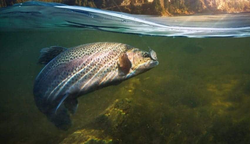 The 10 Best Trout Fishing In Missouri Icy Tales