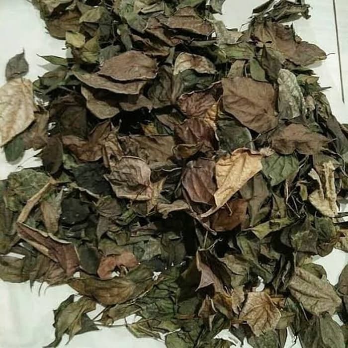 Daun Sirih Yang Kering