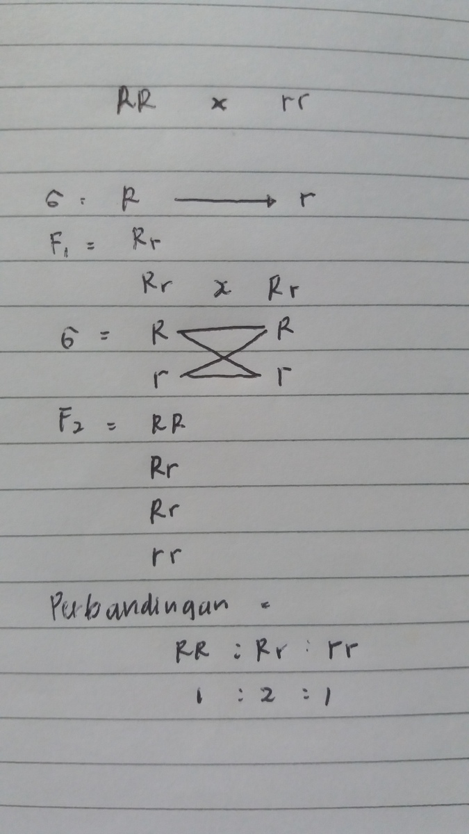 Bunga Warna Coklat Dominan (Genotif Rr)Disilangkan Dengan Bunga Warna Putih (Genotif - Brainly.co.id