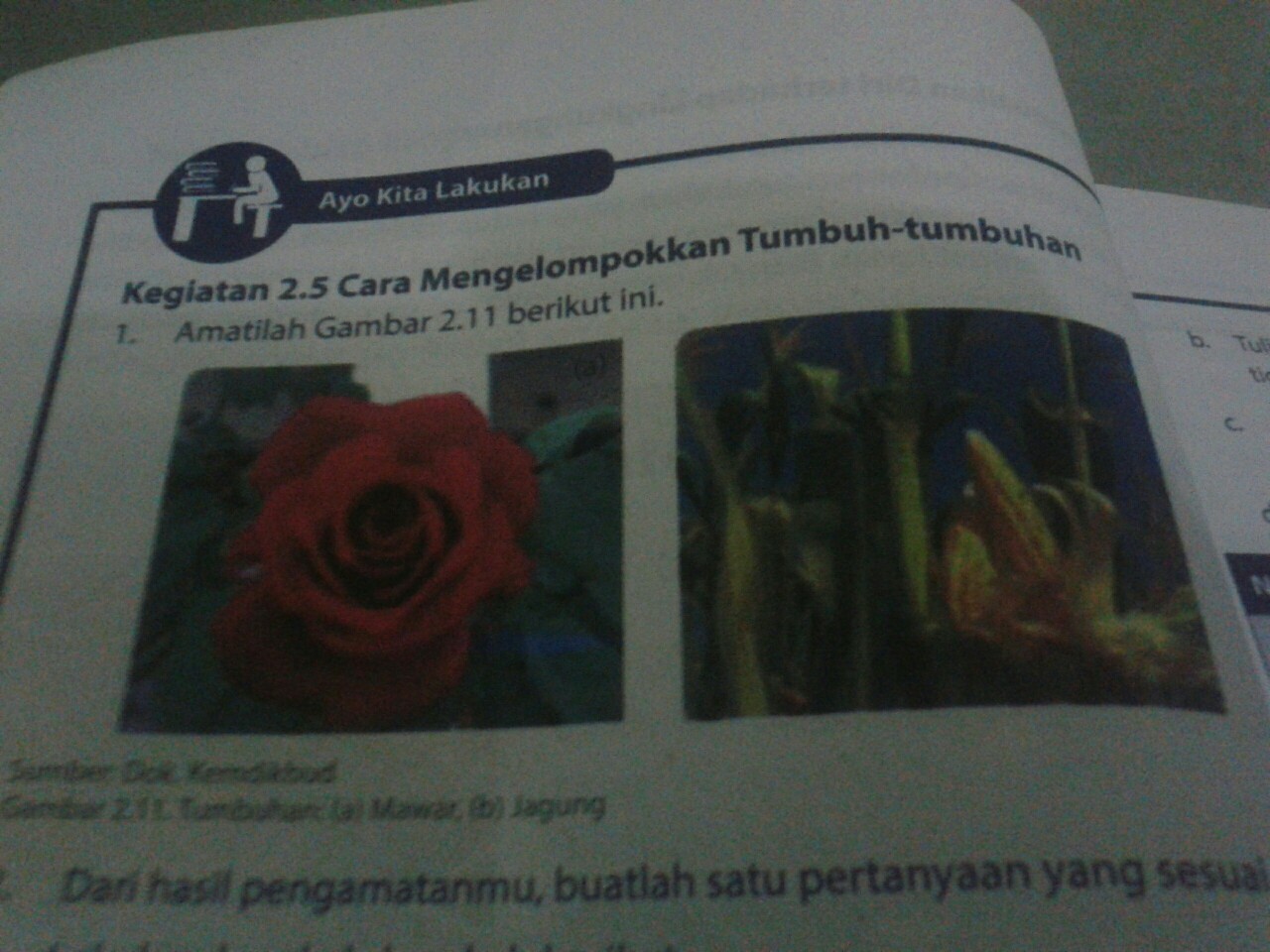 Dari Hasil Pengamatanmu Buatlah Satu Pertanyaan Yang Sesuai