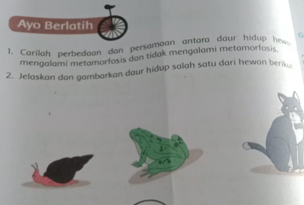 1 Carilah Perbedaan Dan Persamaan Antara Daur Hidup Hewan