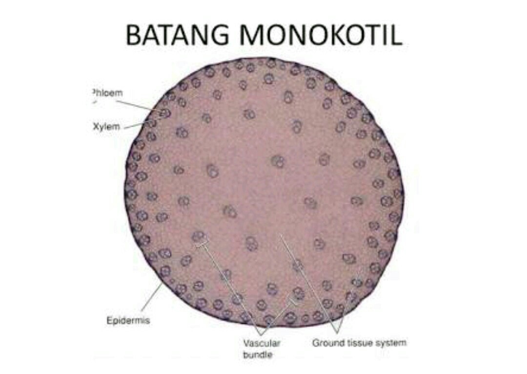 Menakjubkan 11+ Gambar Xilem Dan Floem Pada Batang