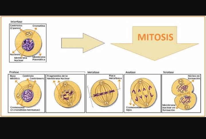buatlah gambar tahapan-tahapan pembelahan sel mitosis - Brainly.co.id