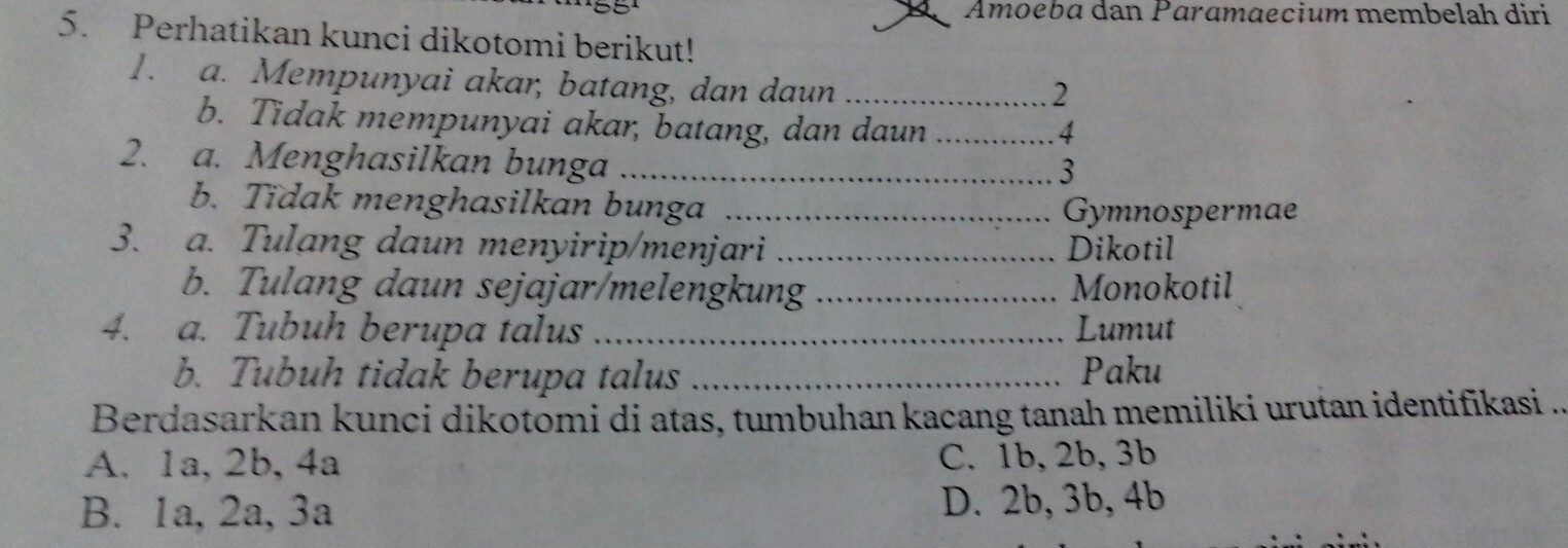 Kacang tanah 2 jagung 3 padi 4 rumput. Berdasarkan Kunci Dikotomi Diatas Tumbuhan Kacang Tanah Memiliki Urutan Identifikasi Brainly Co Id