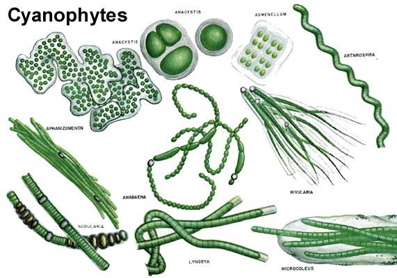 mengapa cyanobacteria disebut bukan ganggang sebenarnya - Brainly.co.id