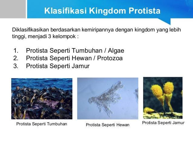 peranan protista mirip hewan yang menguntungkan dan