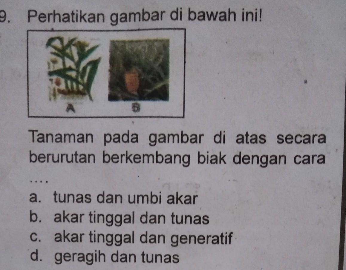 Akar Tinggal Adalah Cara Berkembang Biak Pada Tanaman