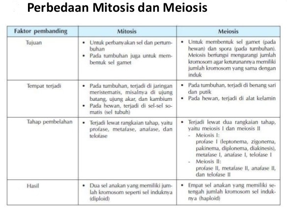 Jelaskan perbedaan antara meiosis dan mitosis dengan