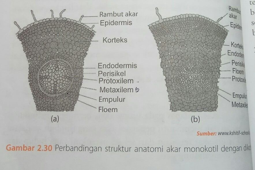 Struktur Akar Dari Luar Ke Dalam Berbagai Struktur