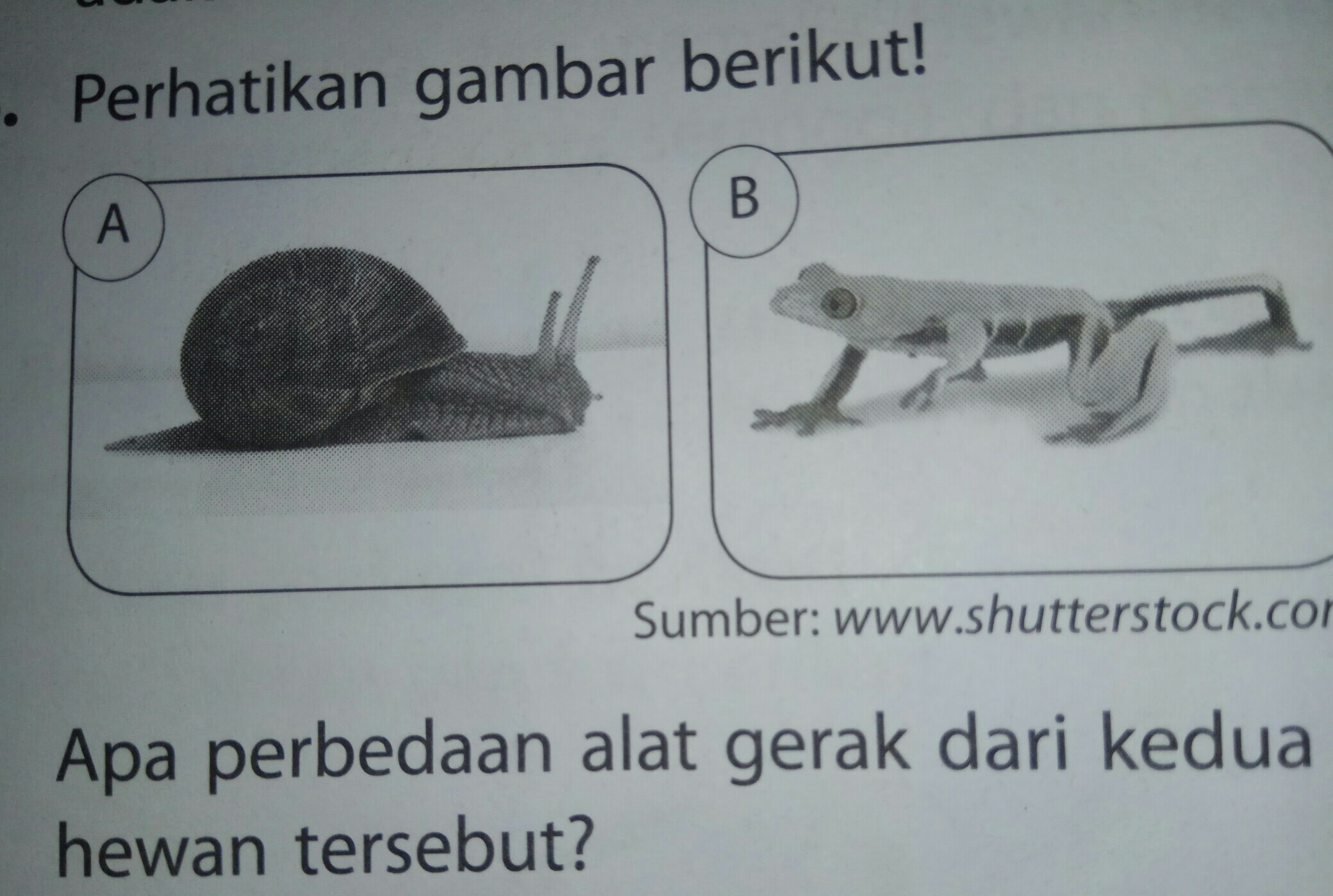 Ide Populer 23+ Apa Perbedaan Alat Gerak Dari Kedua Hewan Tersebut