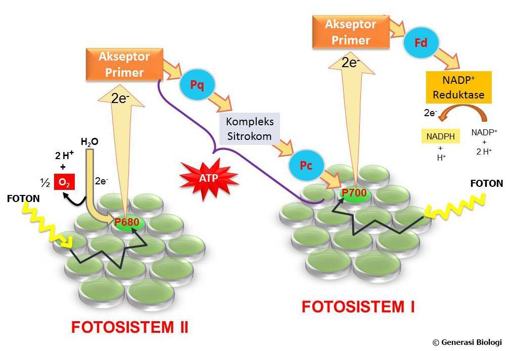 Perbedaan Fotofosforilasi Siklik Dan Non Siklik Berbagai Perbedaan