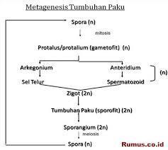 tumbuhan paku memiliki sporogonium yang berfungsi untuk A. membantu  pernafasan B. menghasilkan sel - Brainly.co.id
