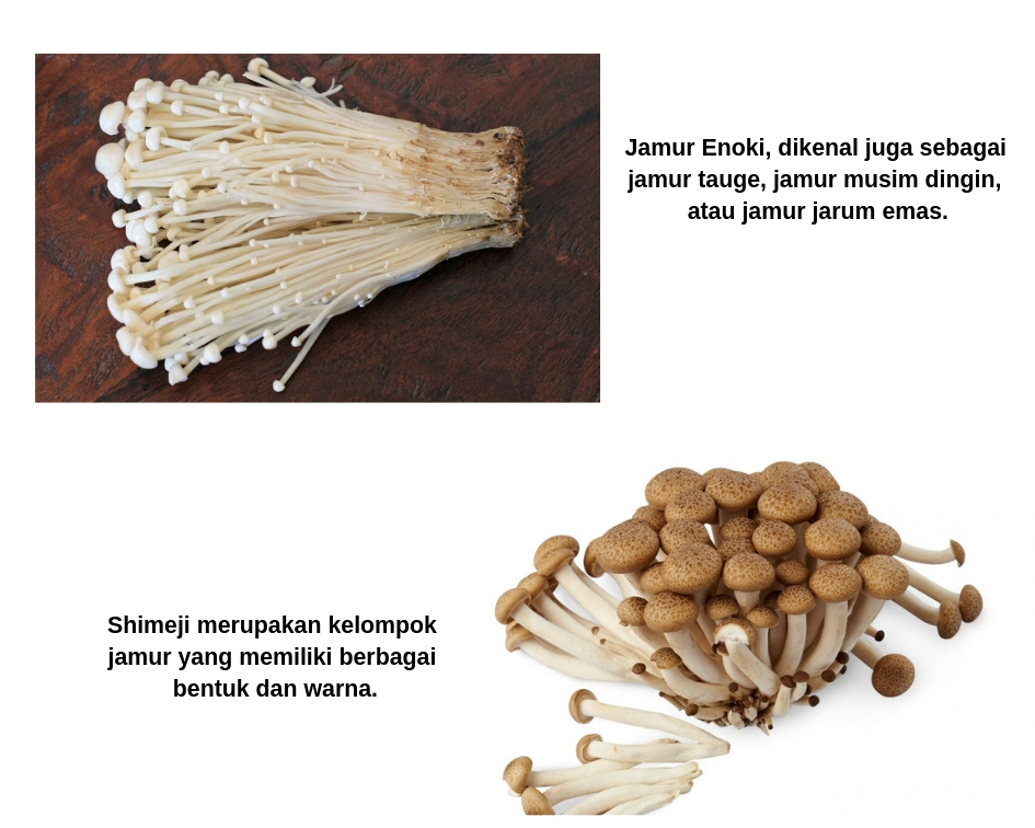 Jamur Enoki Enak Dimasak Apa