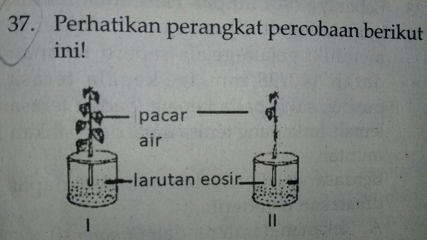 setelah beberapa saat tampak warna eosin merah seperti garis di dalam