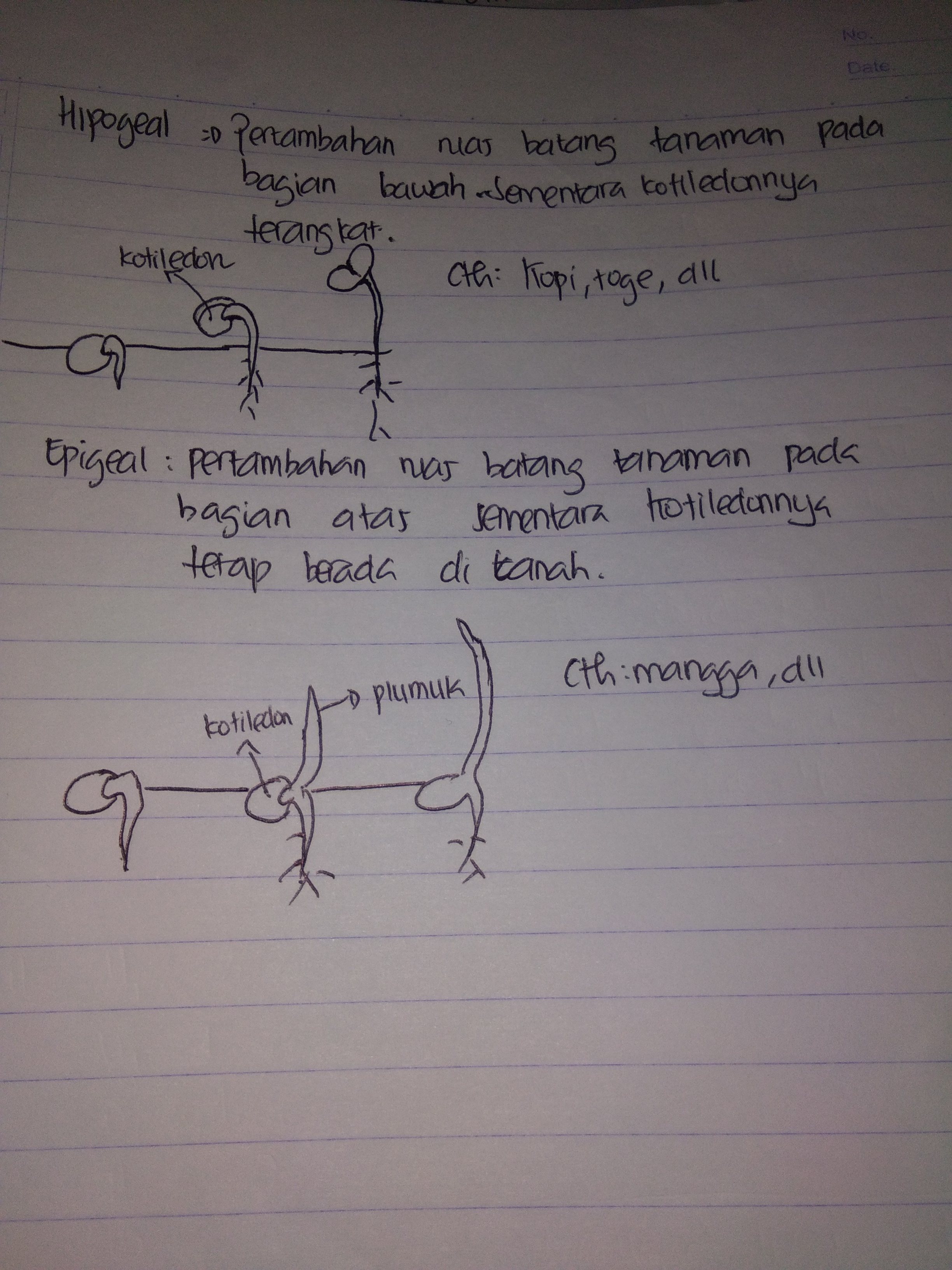 Jelaskan perbedaan perkecambahan epigeal dan hipogeal Brainly.co.id